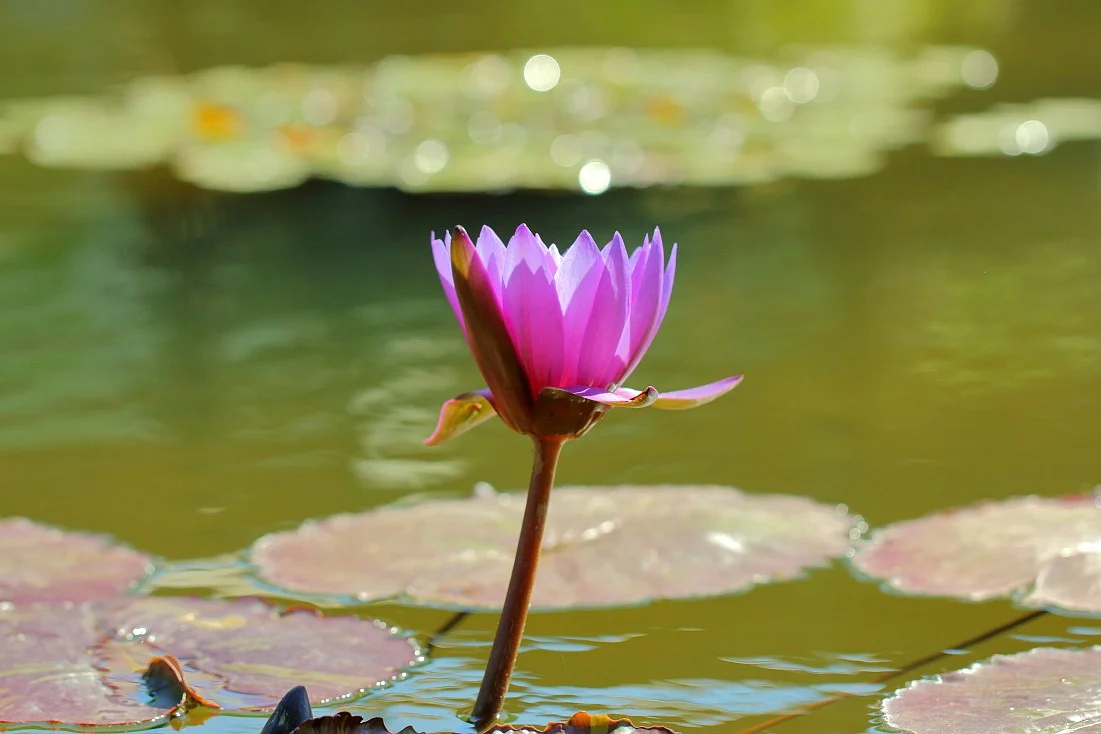 01072018 140_01.webp