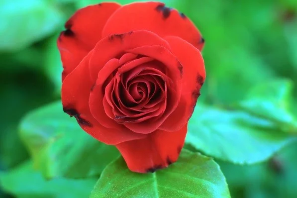 07_08052018 008.webp