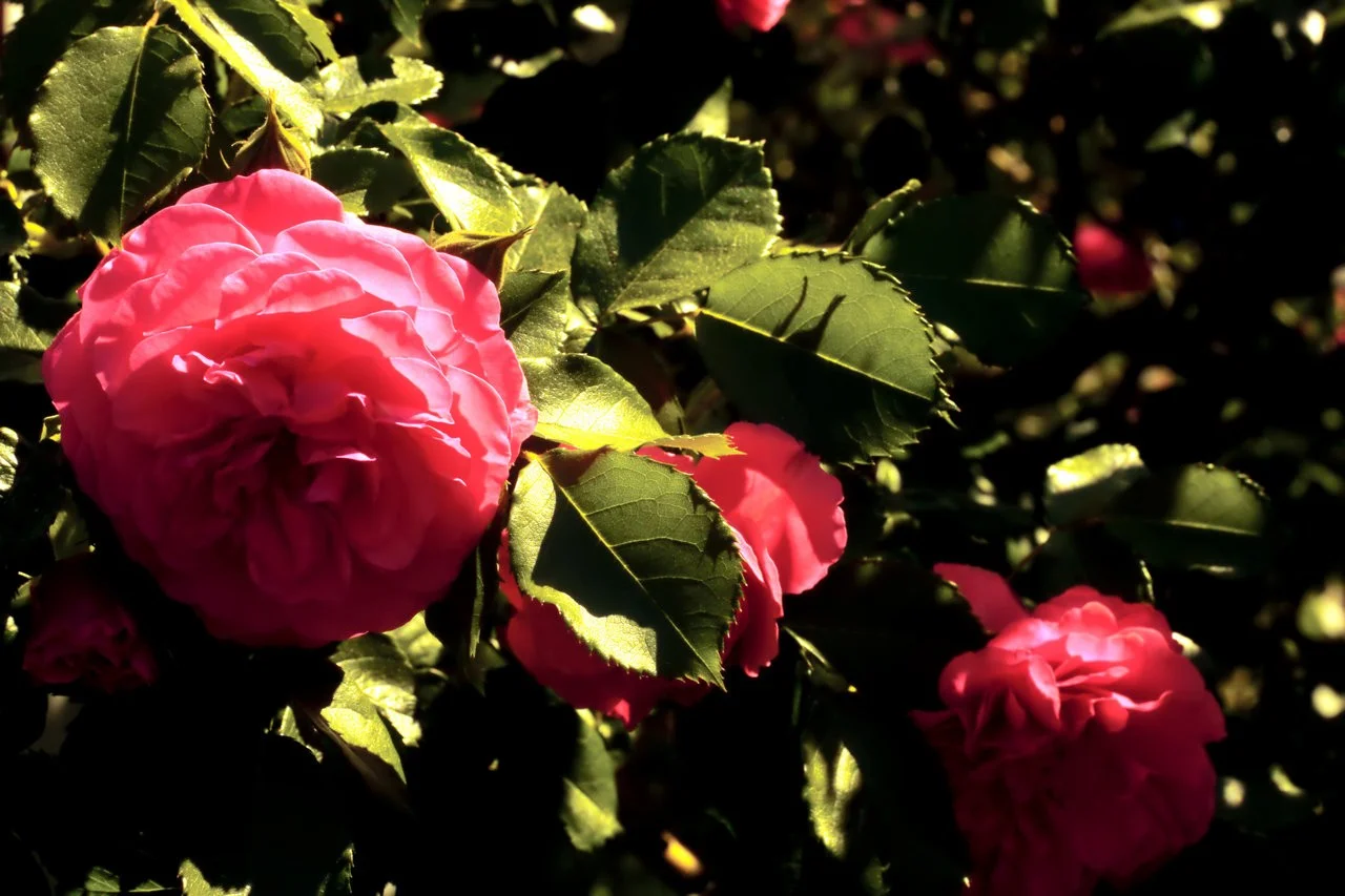 07_08052018 050.webp