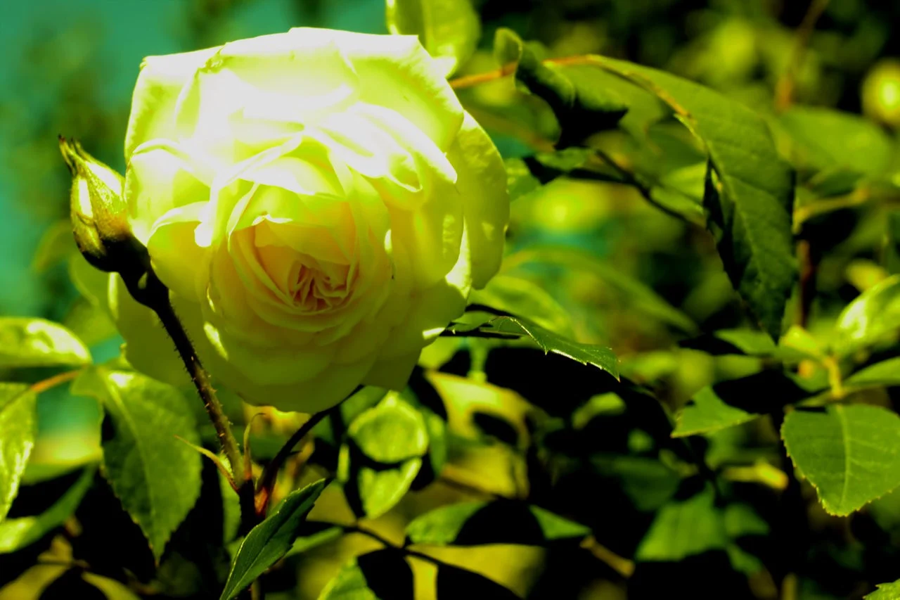 07_08052018 063.webp