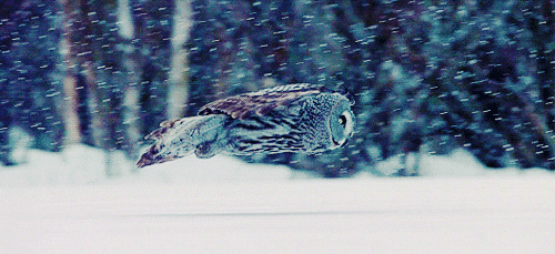 1000029279.gif