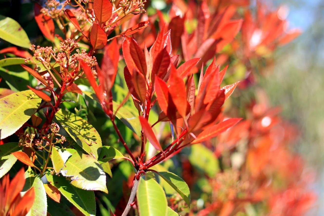 11042018_EOS500 047.webp