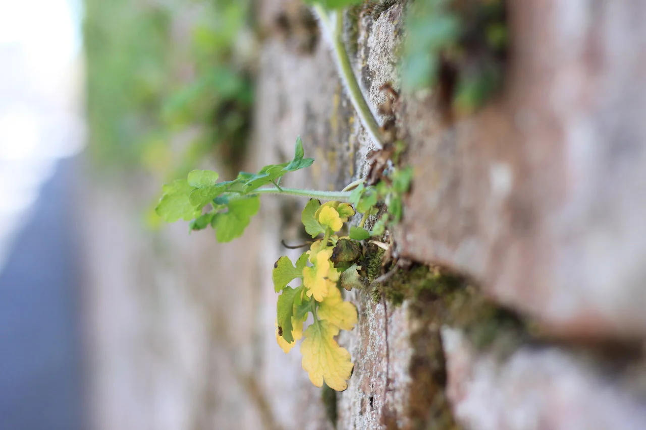 11042018_EOS500 087.webp