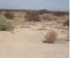 11261FD3-ADCE-4400-82C7-11B8FD86A1A8.gif