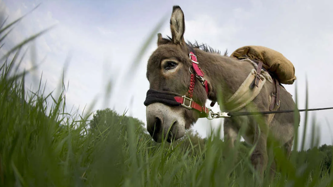11472080-esel-felix-traegt-sein-buendel-gelassen-reisenden-gefaellt-der-langsame-trott-vfe.webp