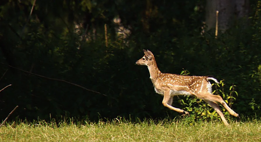 15072018 227_rein.webp