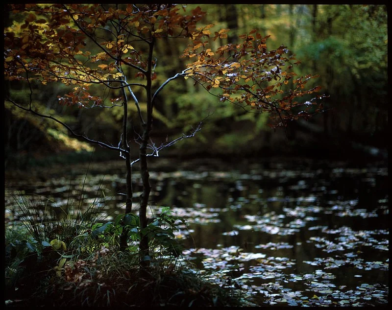 20101101-Am Waldsee bei Wiebelsbach.webp