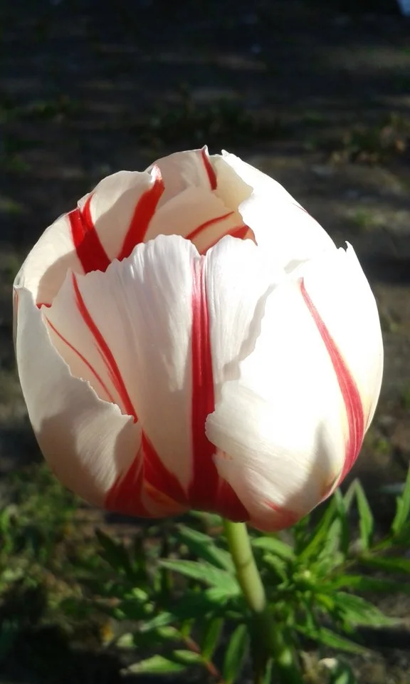 20160507_081837 (2).webp