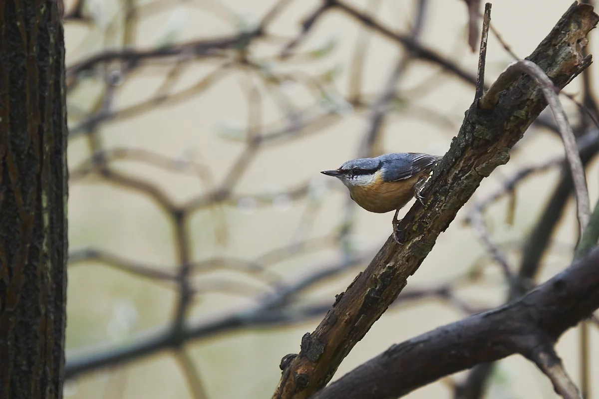 2018-04-16 002.1.webp