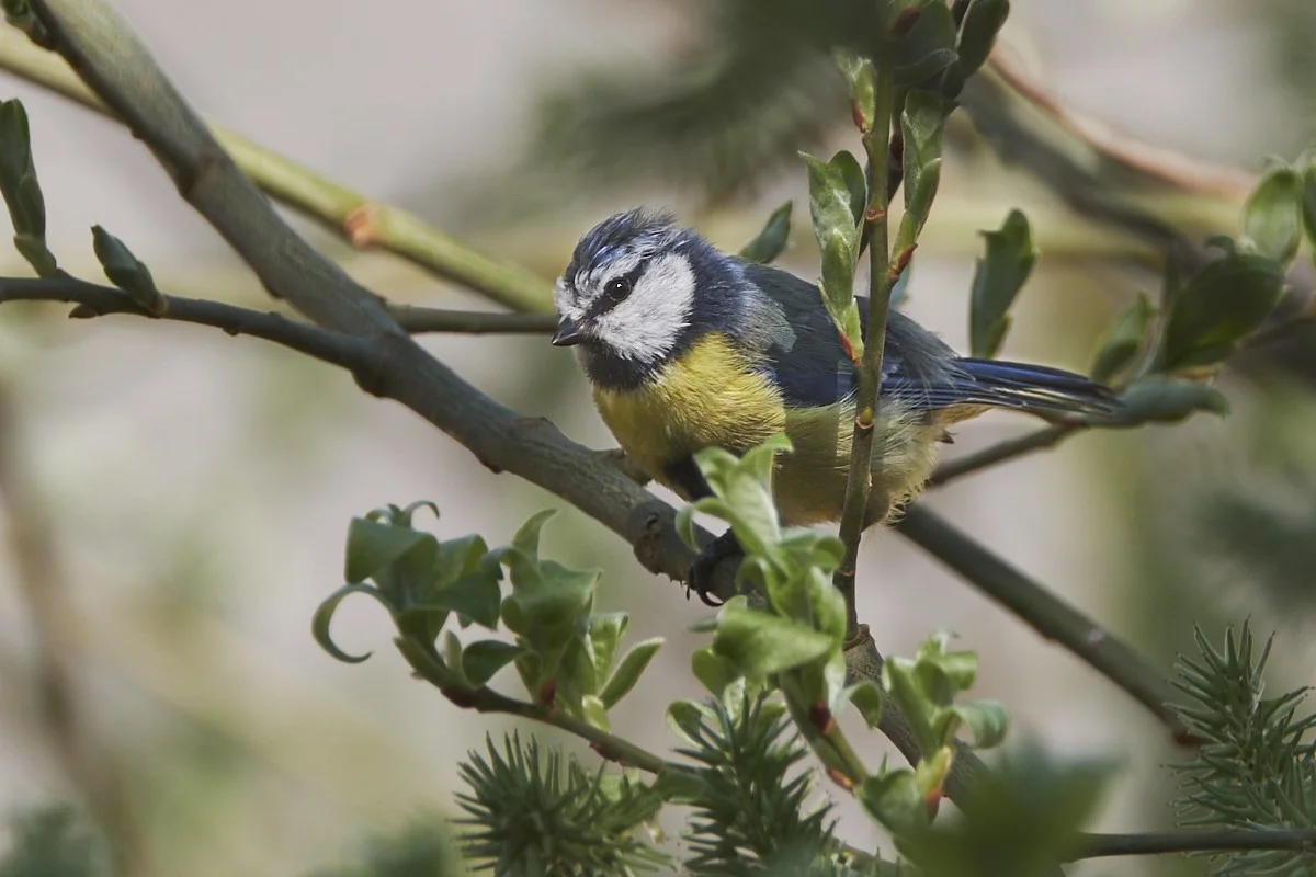 2018-04-18 017.1.webp