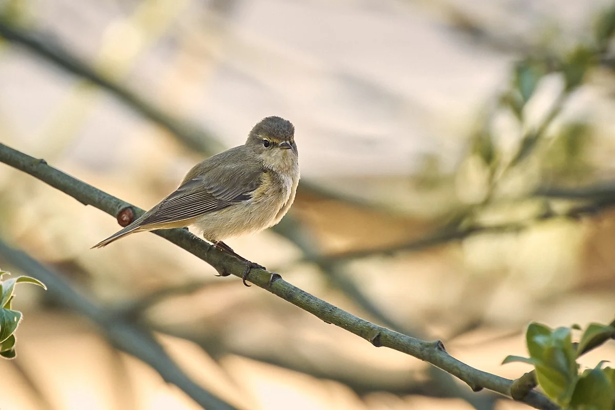 2018-04-18 046.1 1.webp