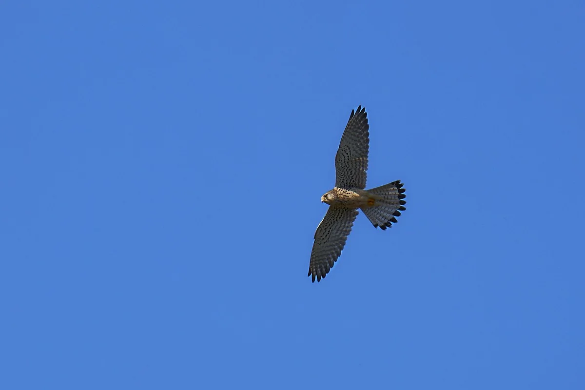 2018-04-18 115.1.webp