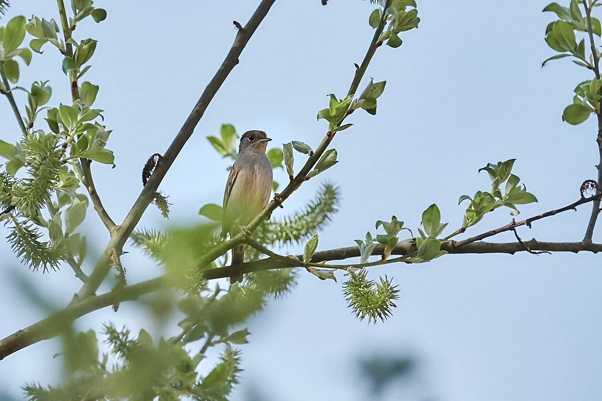 2018-04-18 143.1.webp