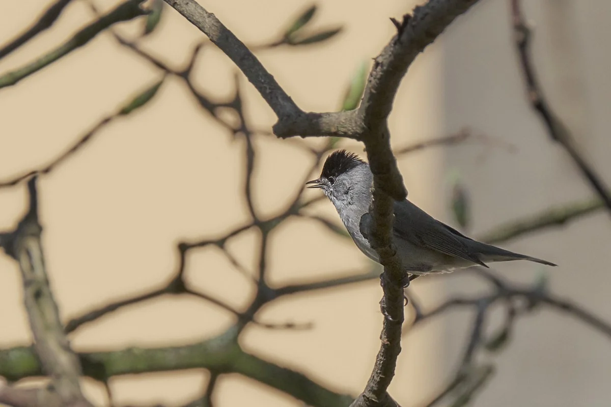 2018-04-19 004.1.webp