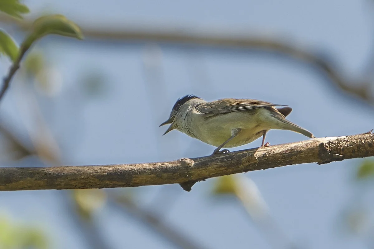 2018-04-19 046.1.webp