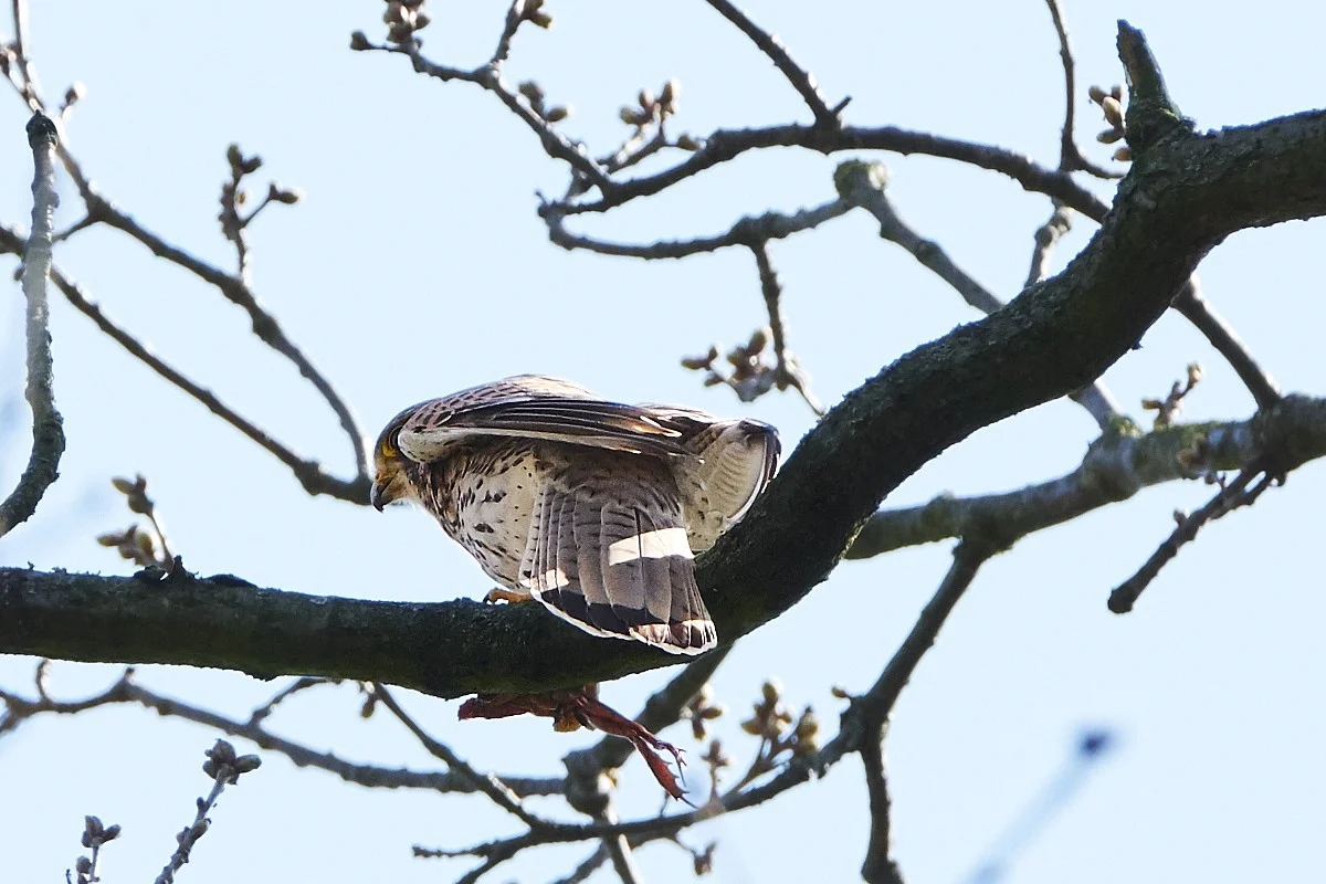 2018-04-19 053.1.webp