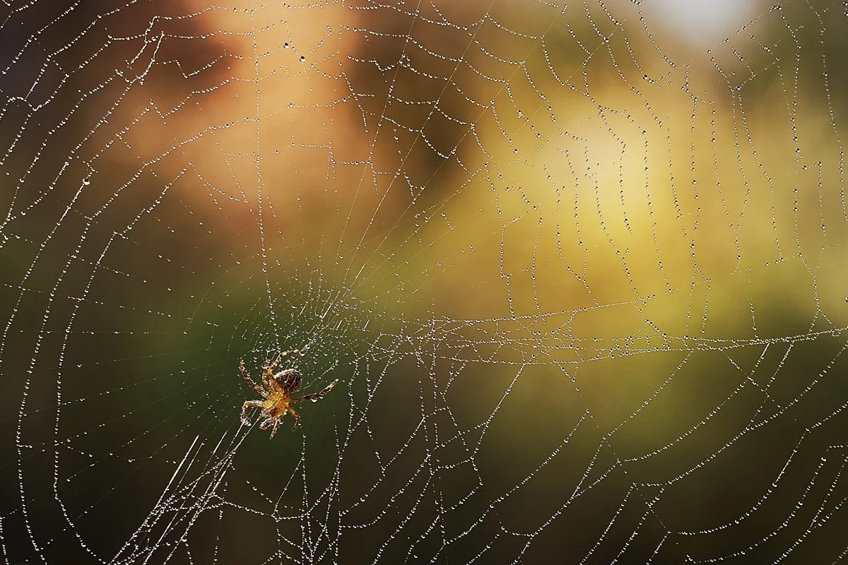 2018-04-20 008.1.1 1.webp