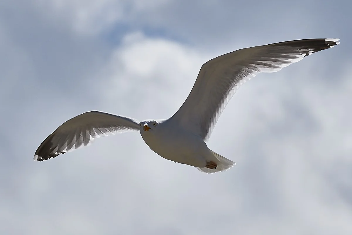 2018-05-12 105.1.webp