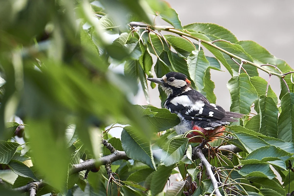 2018-06-22 001.1.webp