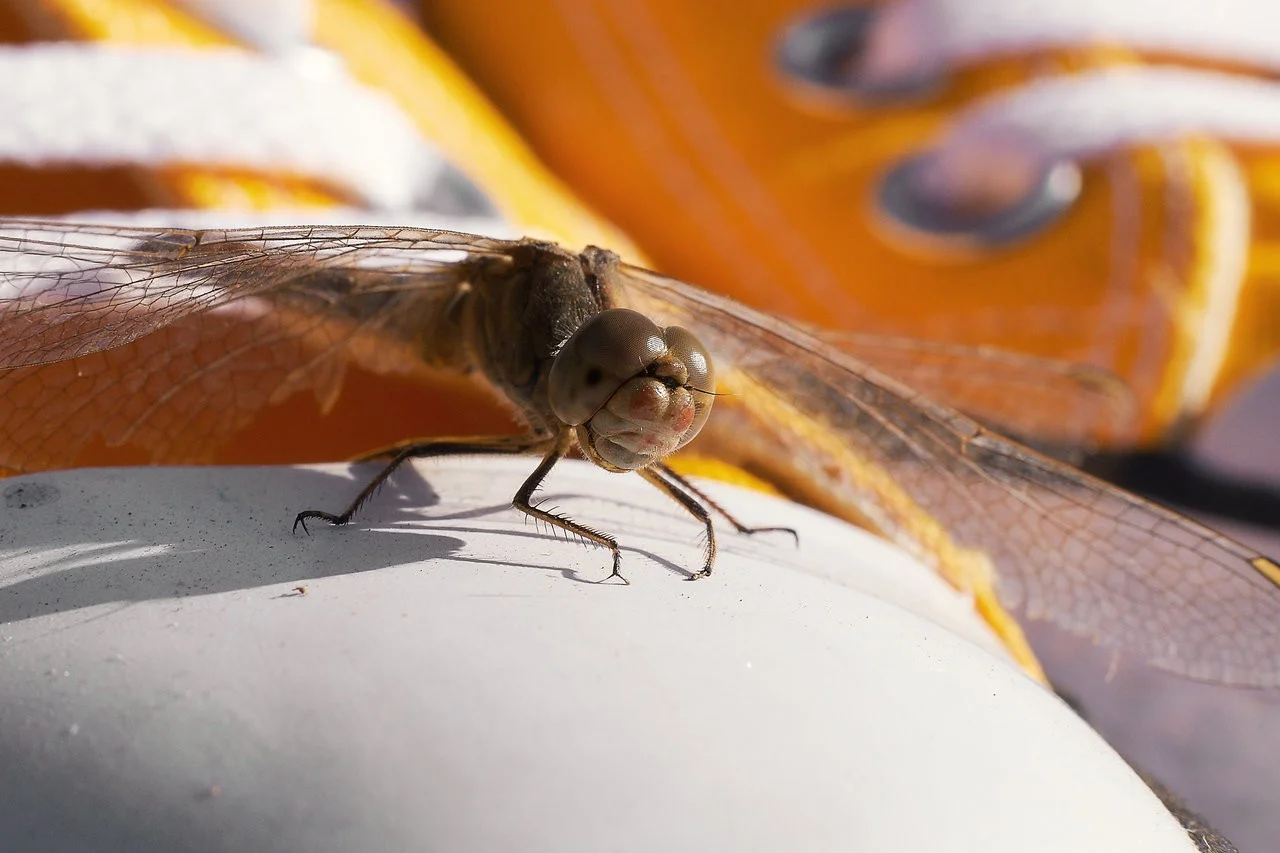 2018-10-14 046.1.webp