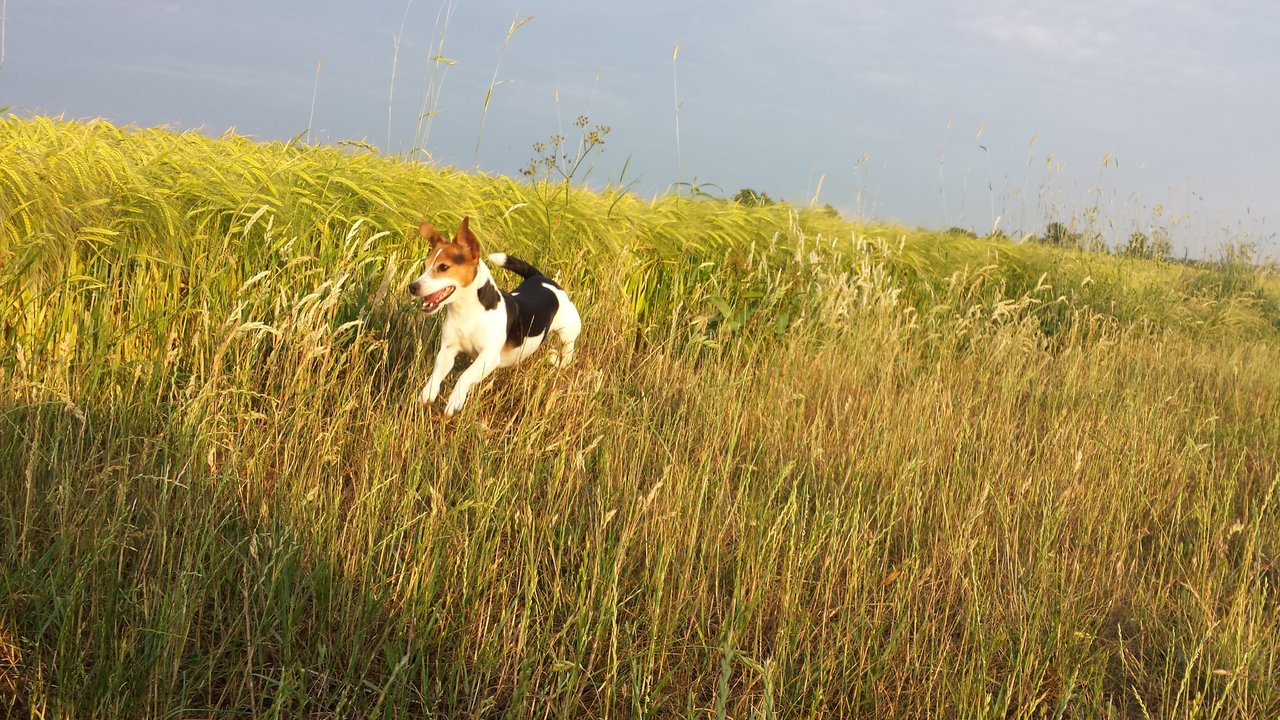 20180609_201534.jpg
