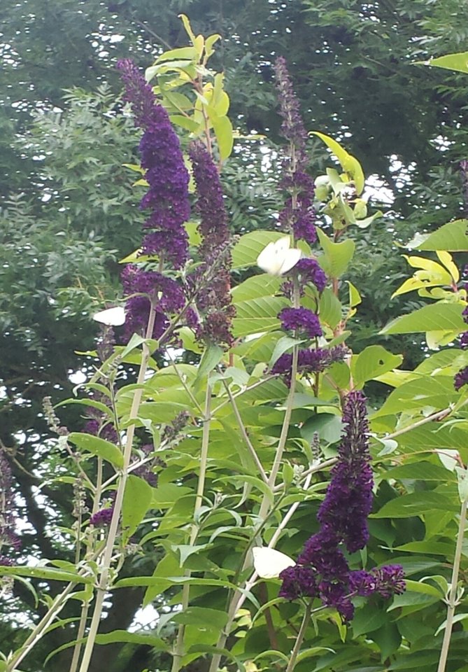 20180710_082644.jpg