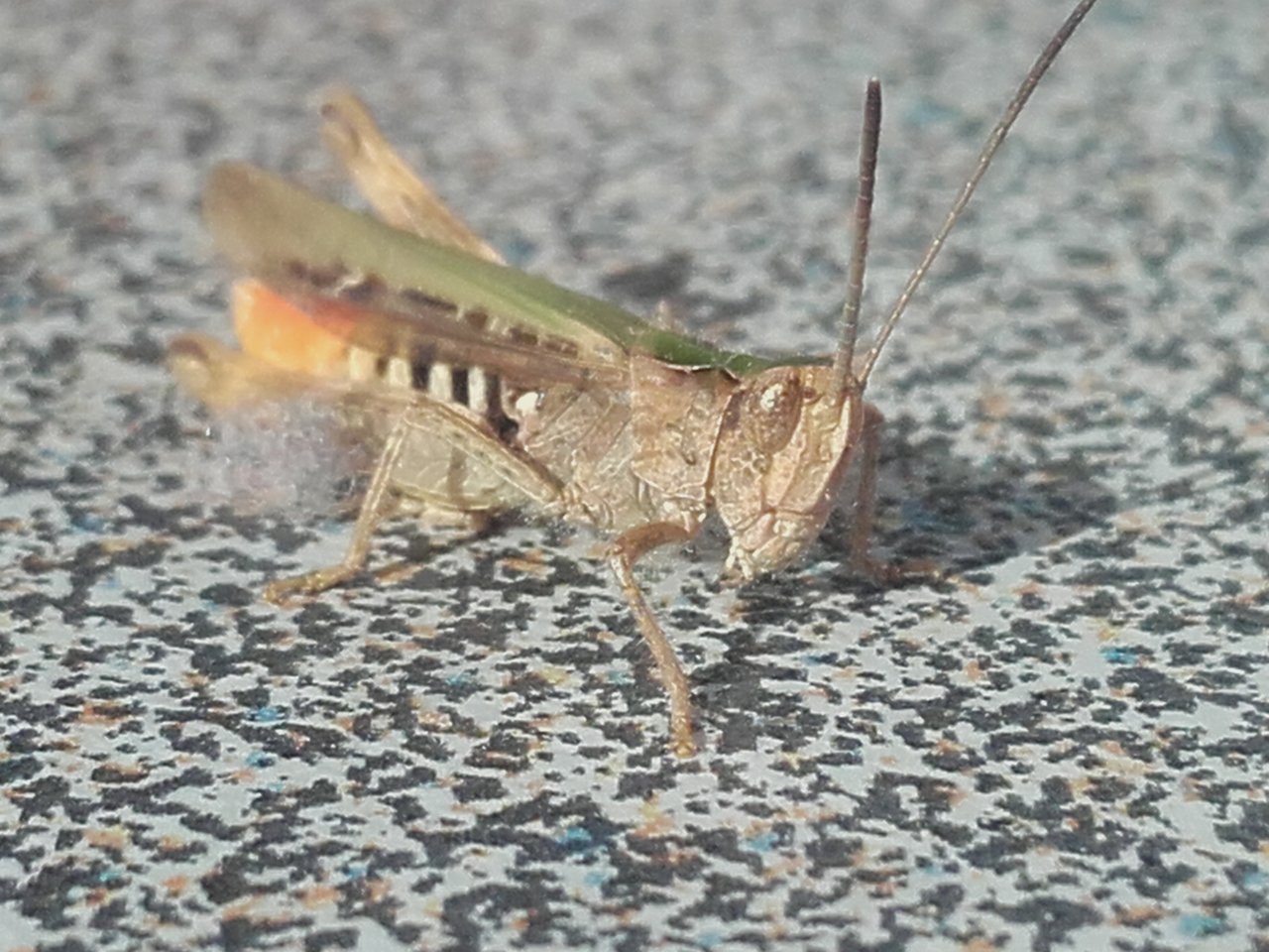 20180801_173643-jpg.230387