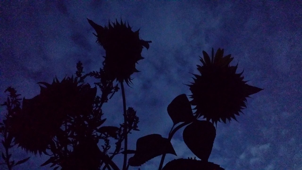 20180909_204433_LLS.jpg