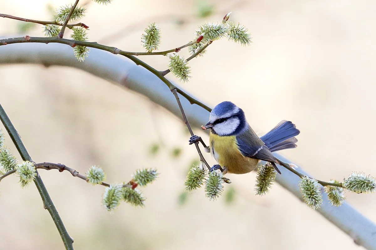 2019-03-17 042.1 2.webp