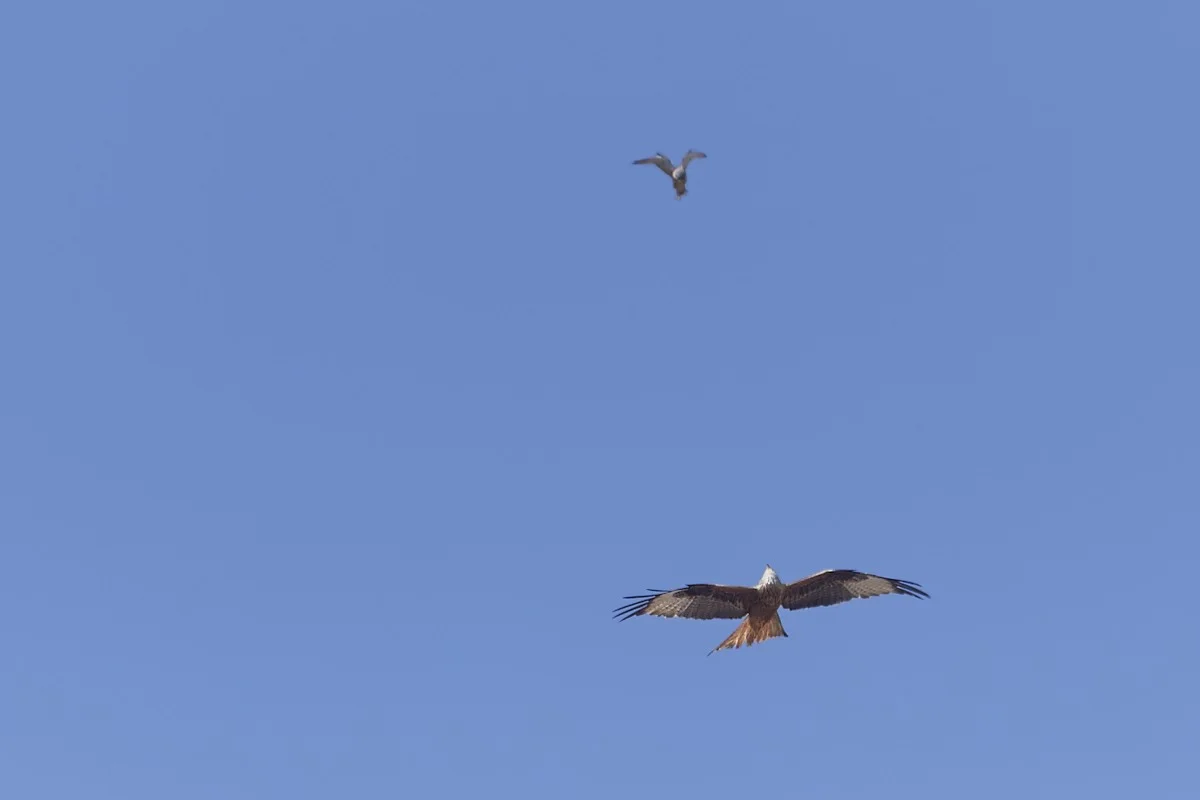 2019-05-19 017.1 1.webp