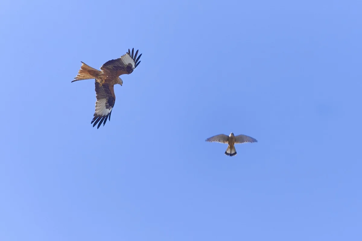 2019-05-19 030.1 1.webp