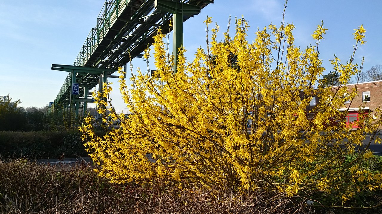 20190321_081754_HDR[1].jpg