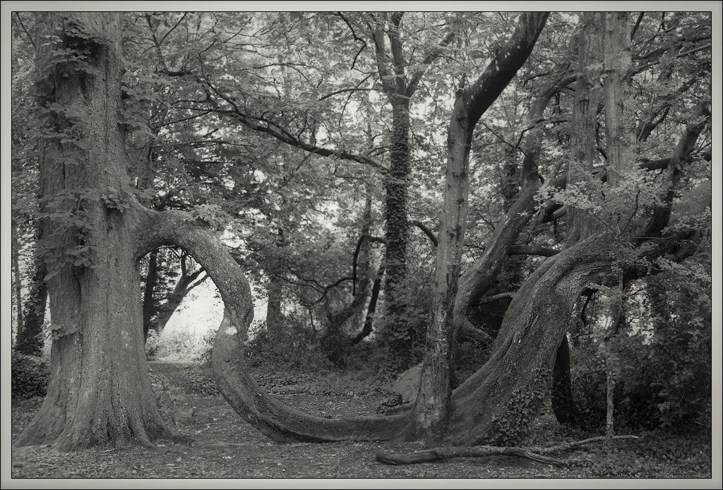 20190715-Baum in Kilkenny.jpg
