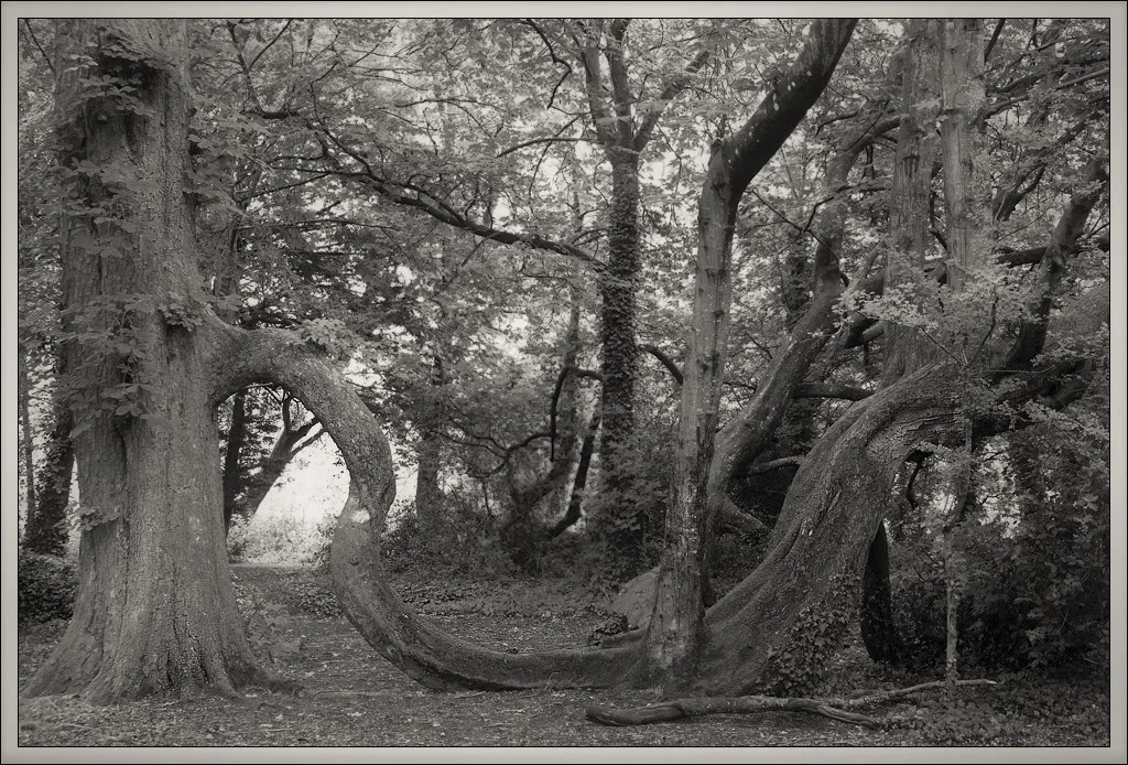 20190715-Baum in Kilkenny.webp