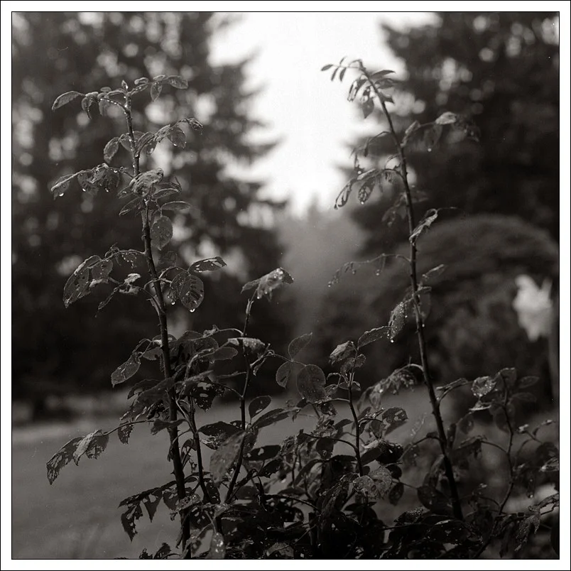 20191003-Steingarten im Regen 04.webp