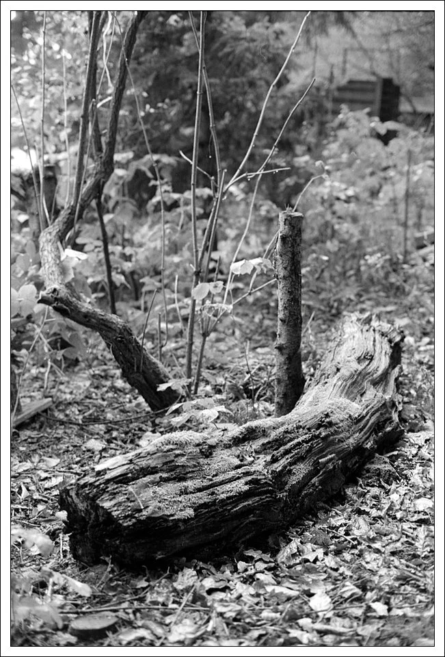 20191026-Baumstamm 02.webp