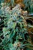 220px-Cannabis_Plant.jpg