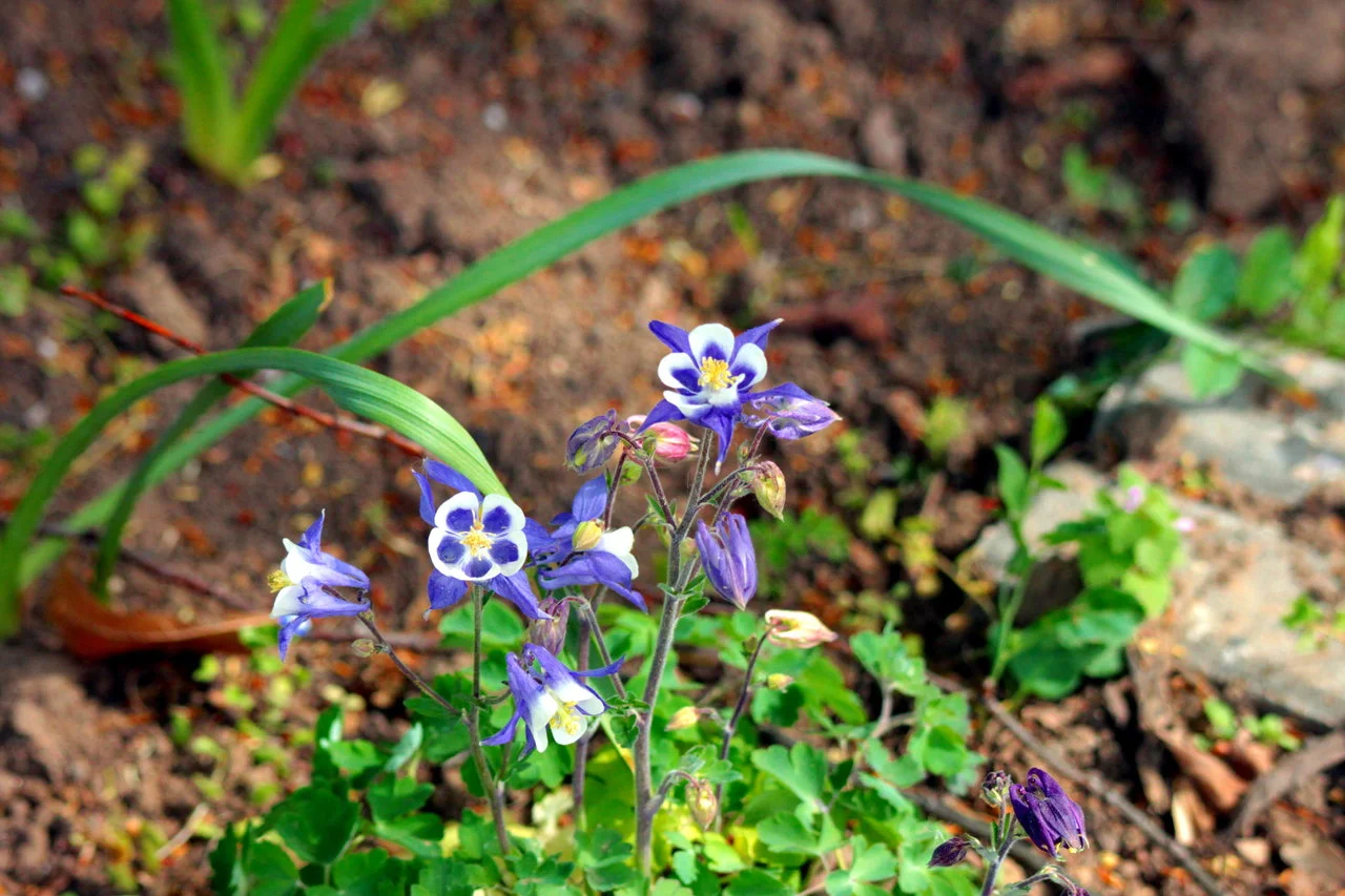 23-25042018 026.webp