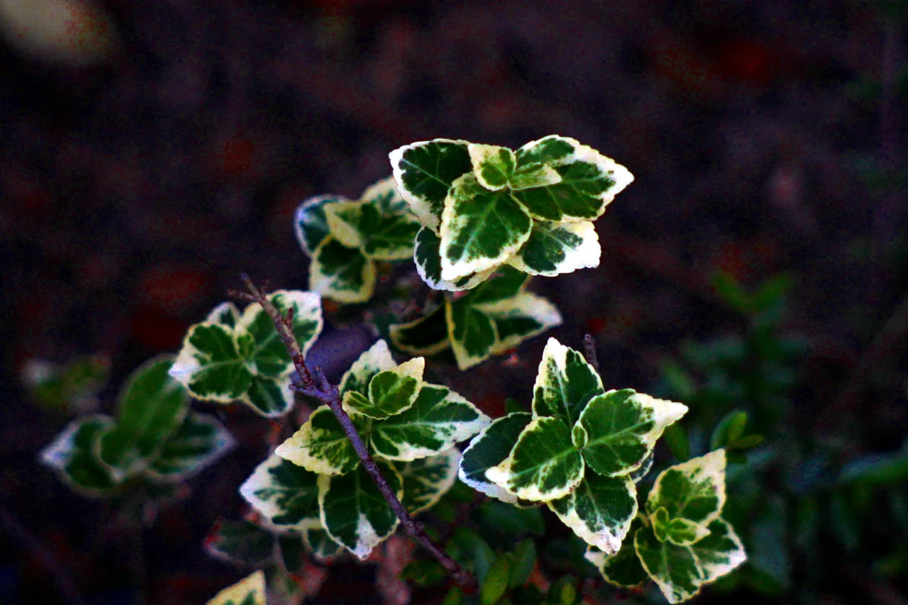 23-25042018 031.webp