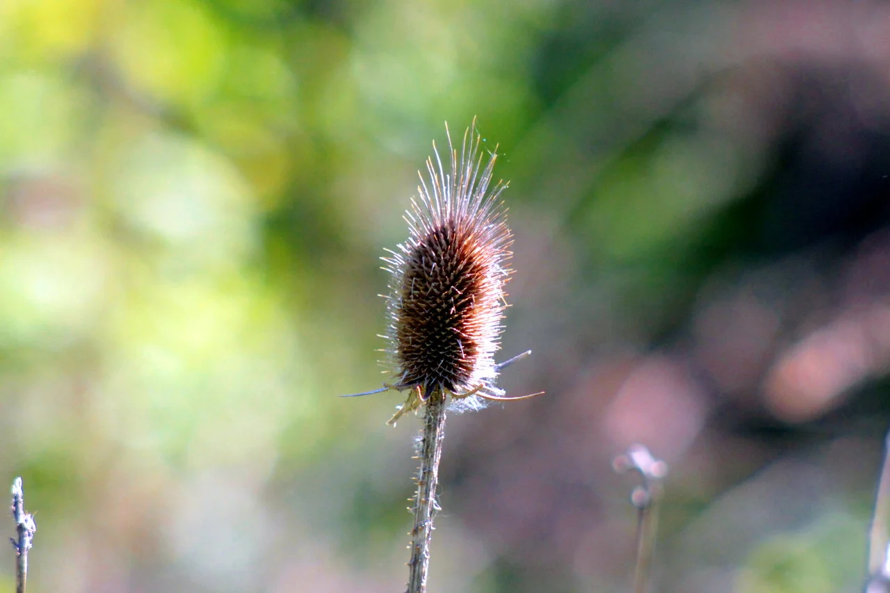 23-25042018 035.webp