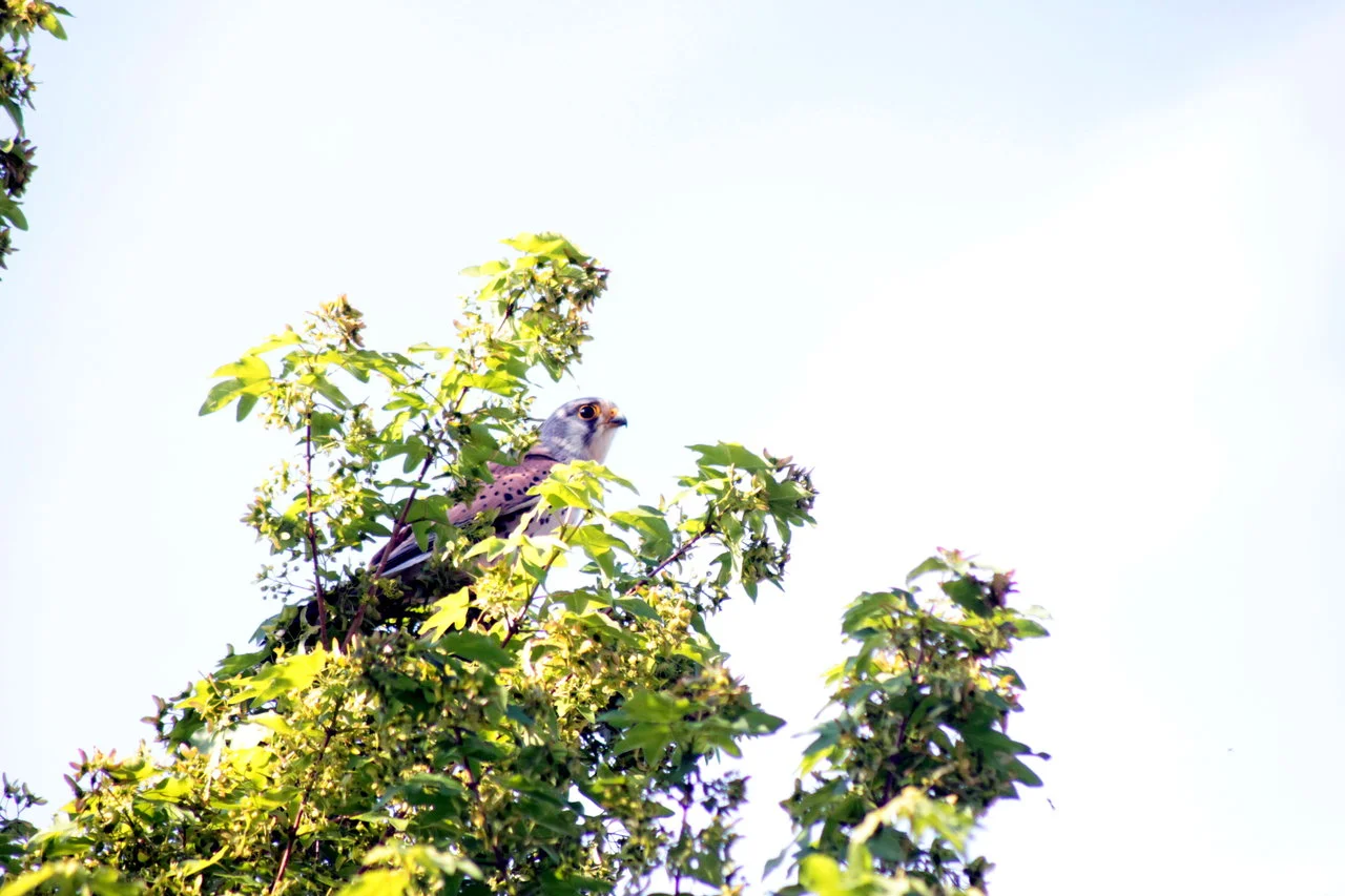 23-25042018 057.webp