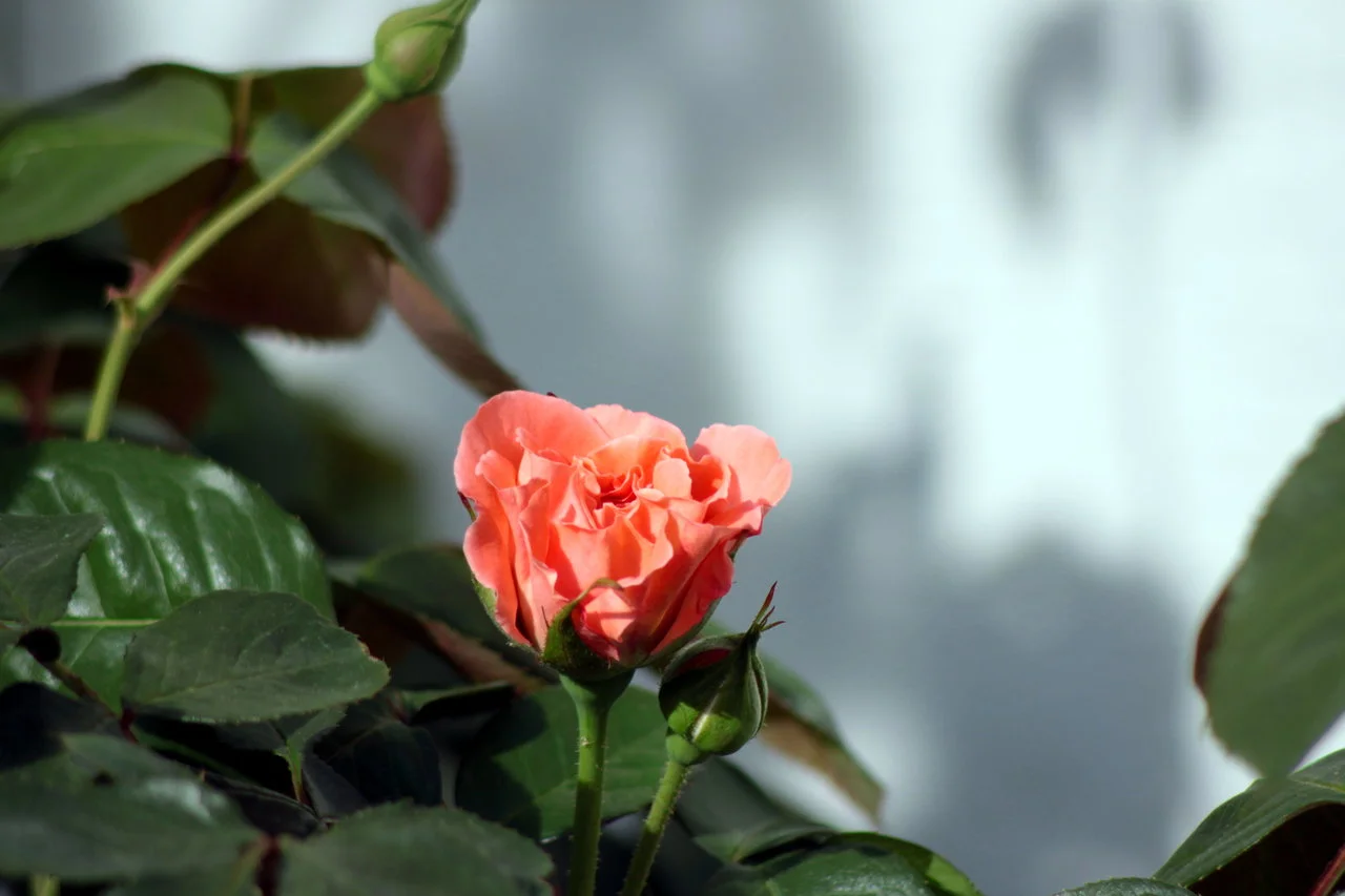 23-25042018 096.webp