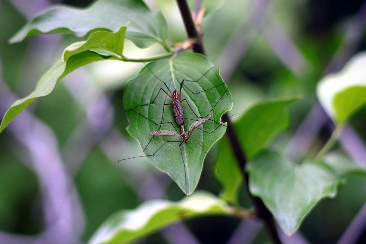 23-25042018 153.webp