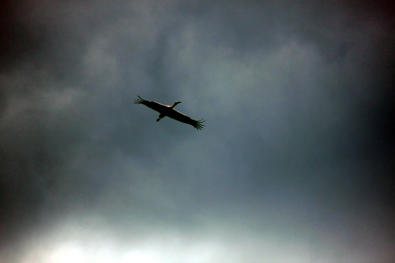 23-25042018 176.webp