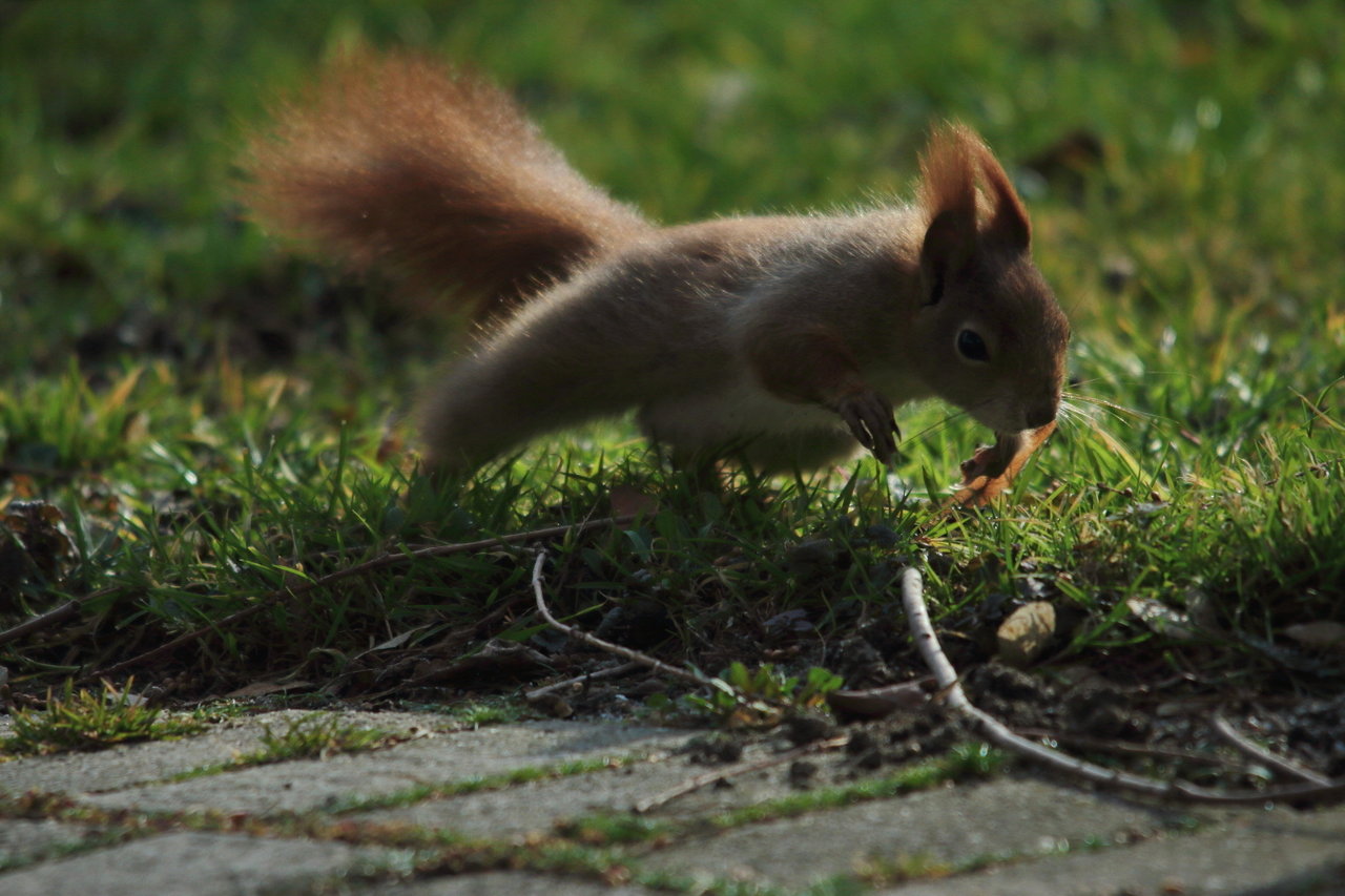 23022019_luisenpark 058_a.JPG