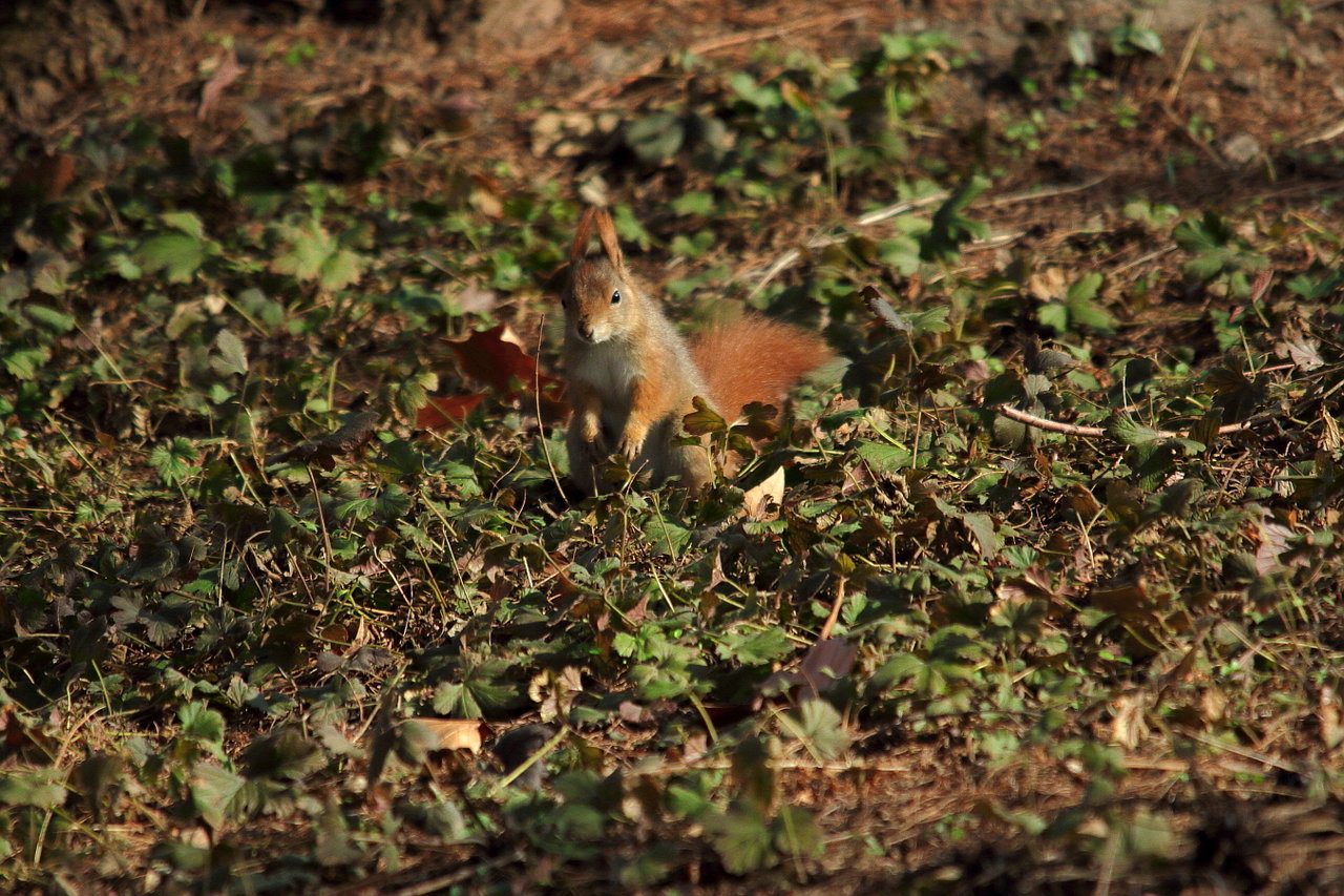 23022019_luisenpark 076_a.JPG