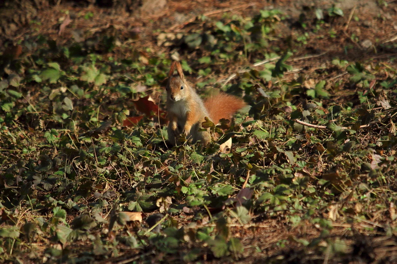 23022019_luisenpark 076_a.webp