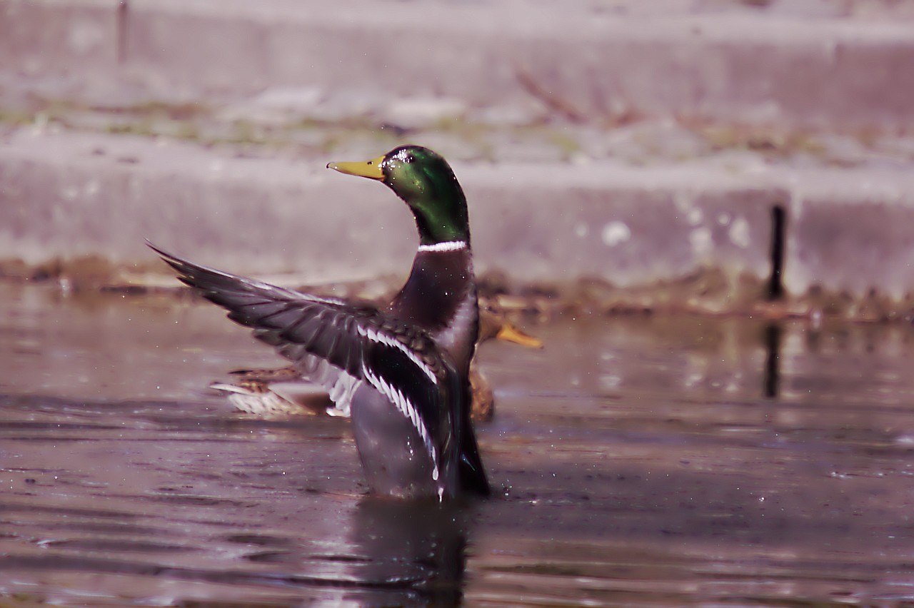 23022019_luisenpark 199.jpg