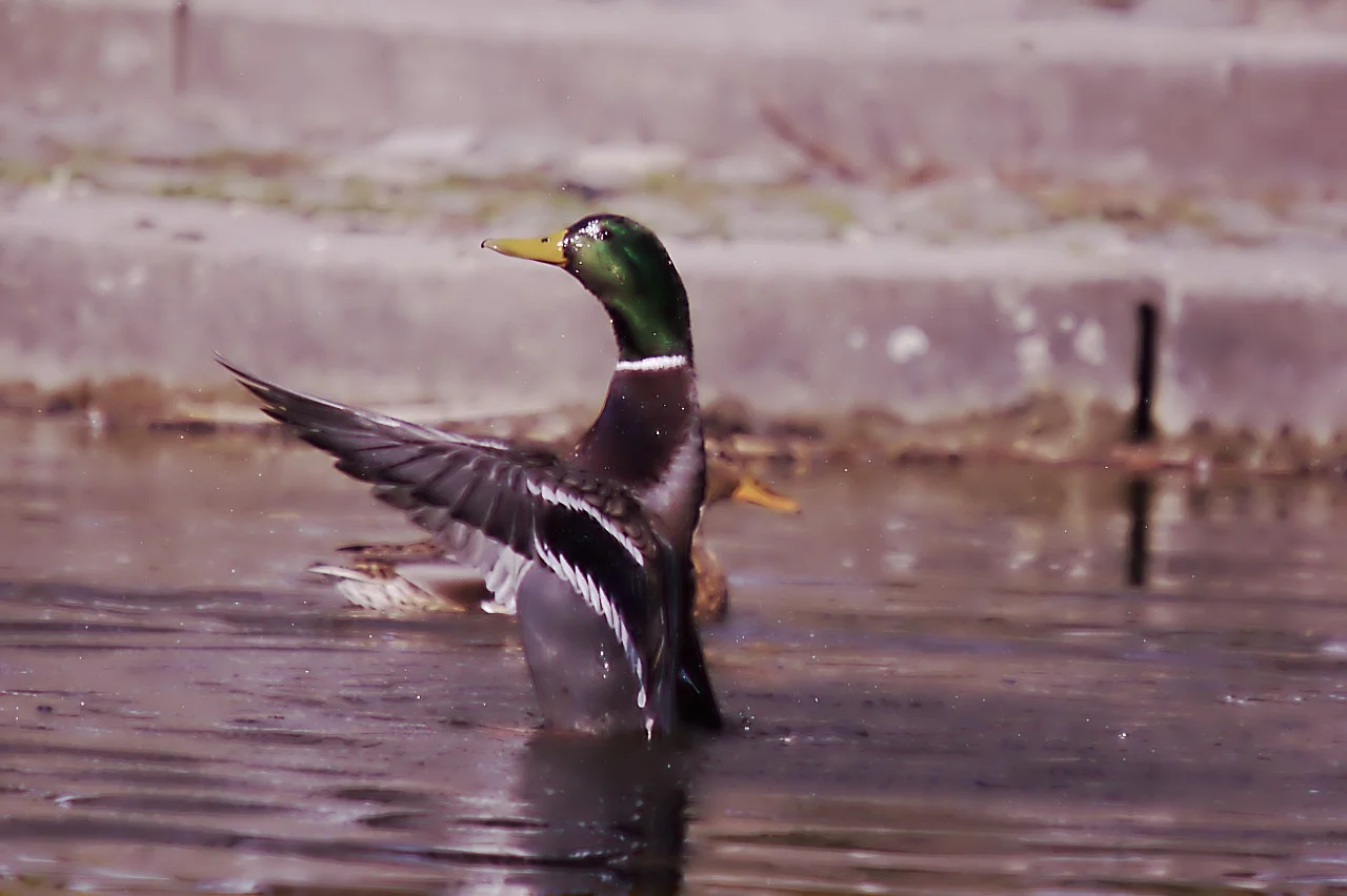 23022019_luisenpark 199.webp