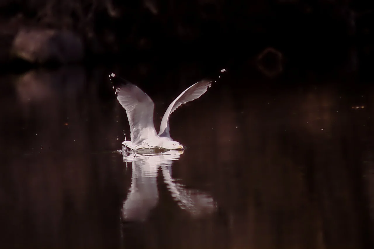 23022019_luisenpark 240.webp